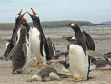 Gentoo Penguins